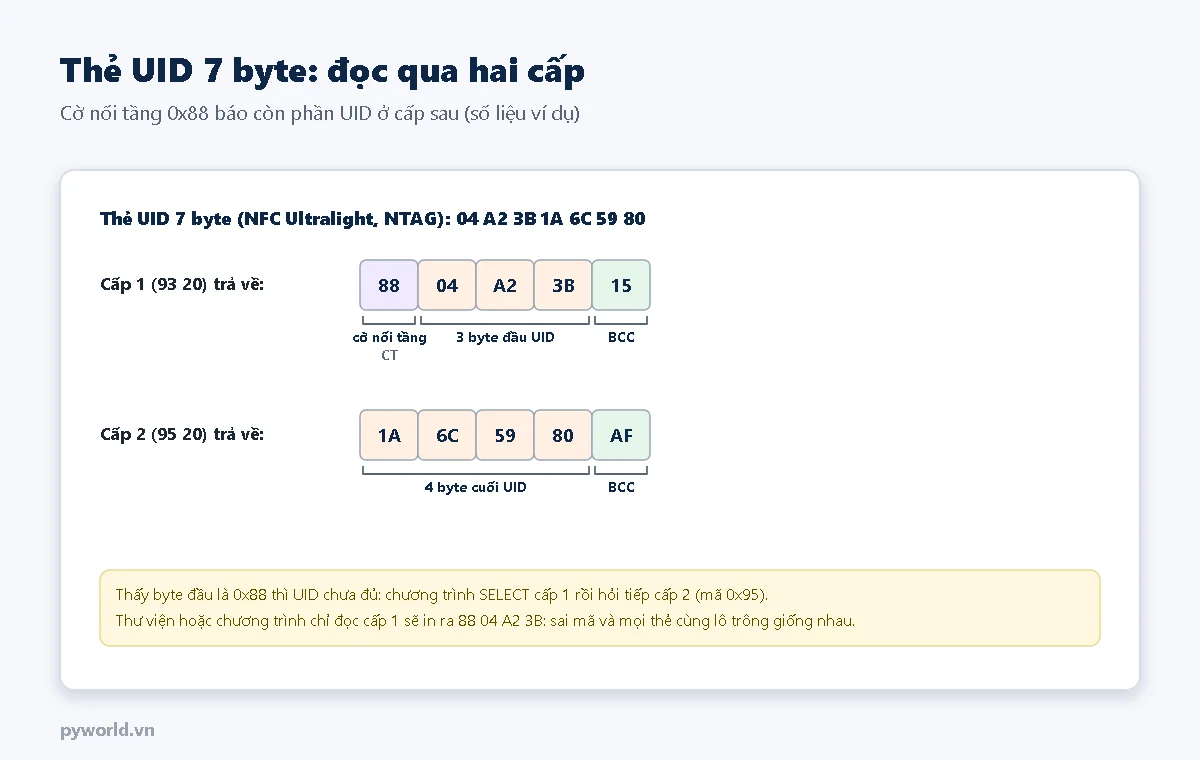 Thẻ UID 7 byte: cấp 1 trả về byte 0x88 cờ nối tầng cùng 3 byte đầu UID, cấp 2 trả về 4 byte cuối UID, mỗi cấp có một byte BCC