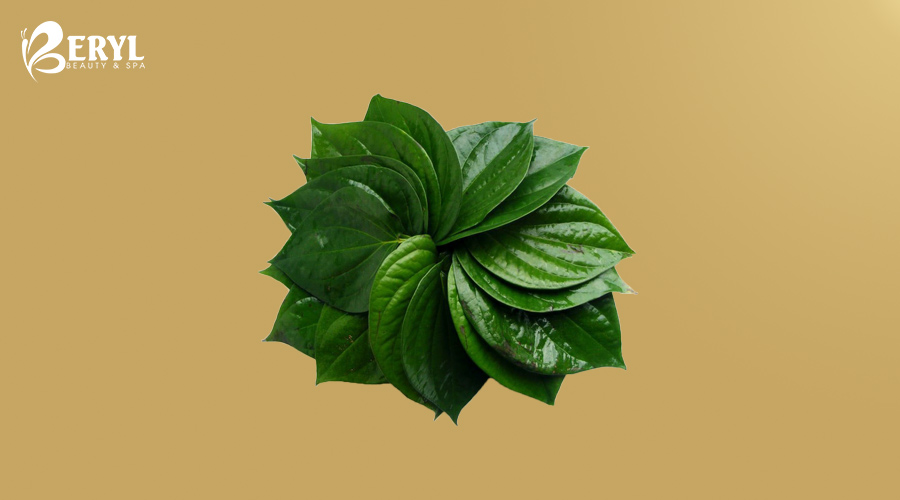 Tác dụng bất ngờ của lá trầu không trong công cuộc cải cách nám cho chị em phụ nữ Tác dụng bất ngờ của lá trầu không trong công cuộc cải cách nám cho chị em phụ nữ