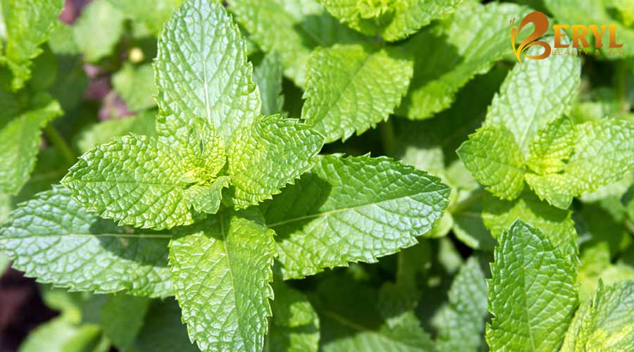 Trị nám chân sâu bằng lá bạc hà Trị nám chân sâu bằng lá bạc hà