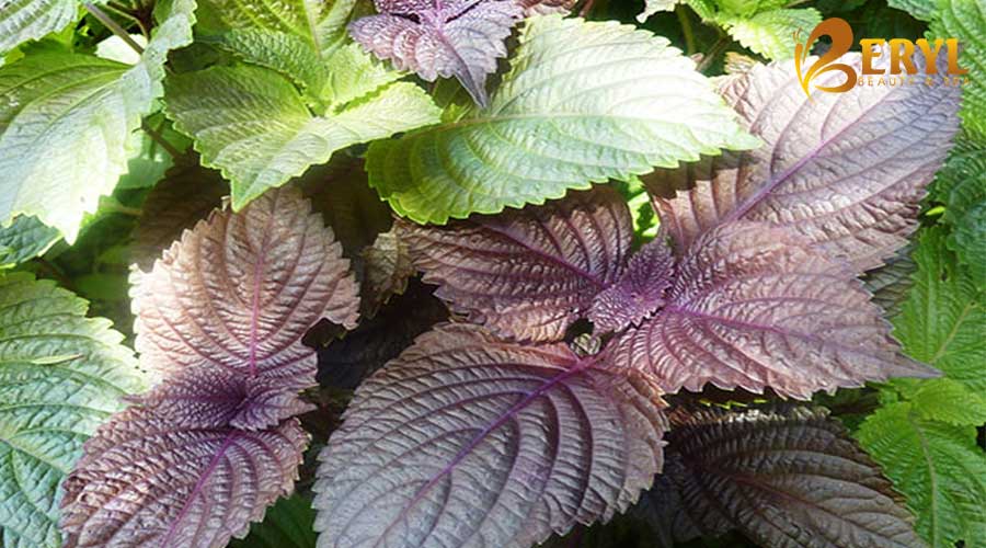 Trị nám tại nhà bằng lá tía tô Trị nám tại nhà bằng lá tía tô