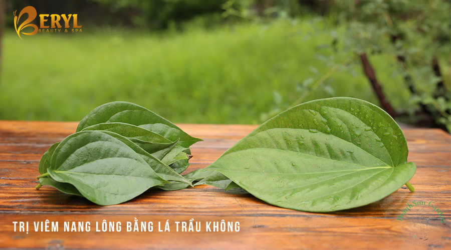 Lá trầu không chứa nhiều tinh dầu có tính chất kháng khuẩn, ức chế và hỗ trợ loại bỏ vi khuẩn gây viêm nang lông Lá trầu không chứa nhiều tinh dầu có tính chất kháng khuẩn, ức chế và hỗ trợ loại bỏ vi khuẩn gây viêm nang lông