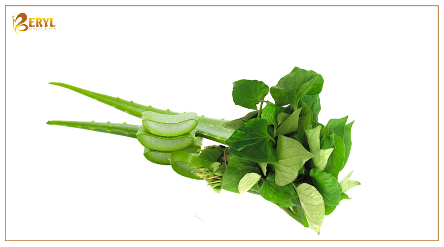 Nha đam và rau diếp cá có tác dụng làm mờ vết thâm rất tốt Nha đam và rau diếp cá có tác dụng làm mờ vết thâm rất tốt