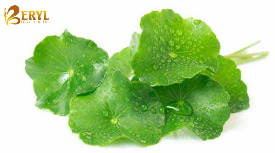 Trị sẹo thâm ở chân bằng rau má Trị sẹo thâm ở chân bằng rau má