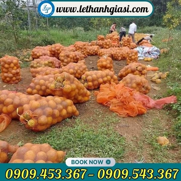 Bao tải lưới đựng trái cây thu hoạch Bao tải lưới đựng màu vàng cam