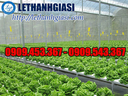 Màng nilon nhà kính chất lượng để trồng rau hiệu quả Dây nilon nhà kính chất lượng để trồng rau hiệu quả