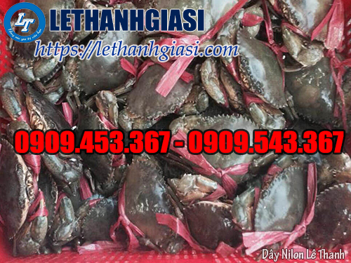 Dây nilon cuộn nem chất lượng, giá tốt, giao hàng nhanh Dây nilon cuộn nem chất lượng, giá tốt, giao hàng nhanh