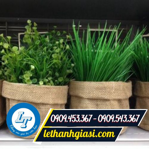 Ứng dụng bao bố trồng cây Ứng dụng bao bố trồng cây