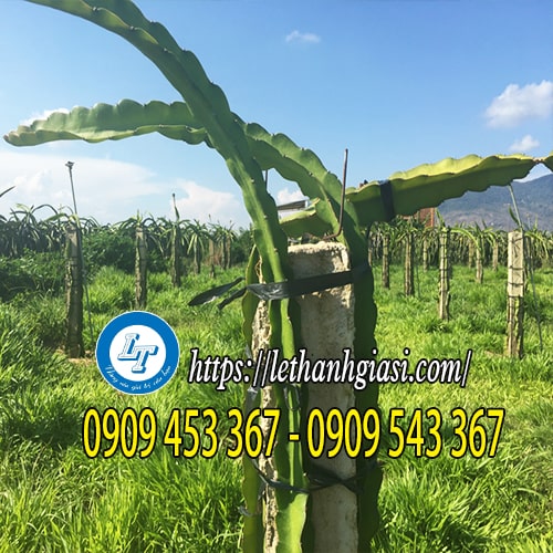 Dây nilon cột cây thanh long Dây nilon cột cây thanh long