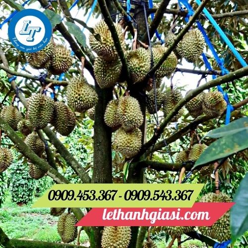 Dây nilon dùng neo đậu cành cây Dây nilon dùng neo đậu cành cây