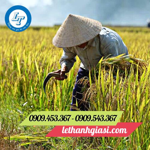 Lưới liềm gặt lúa giá rẻ cho nhà nông Lưới liềm gặt lúa giá rẻ cho nhà nông