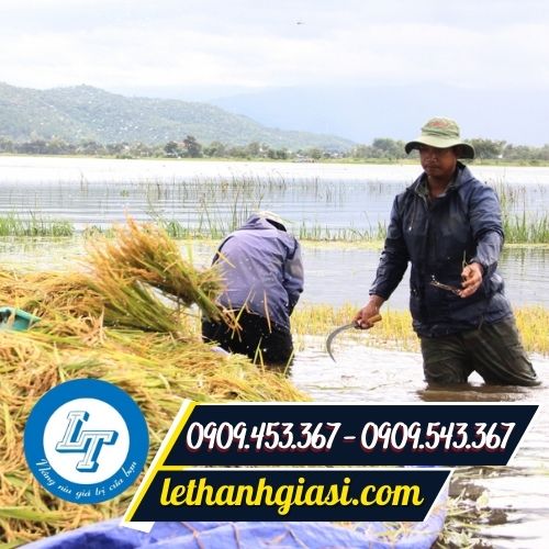 Lưới liềm thép gặt lúa Lưới liềm thép gặt lúa