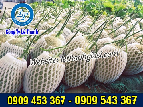 Xốp bao dưa lưới giá rẻ Xốp lưới bọc trái cây