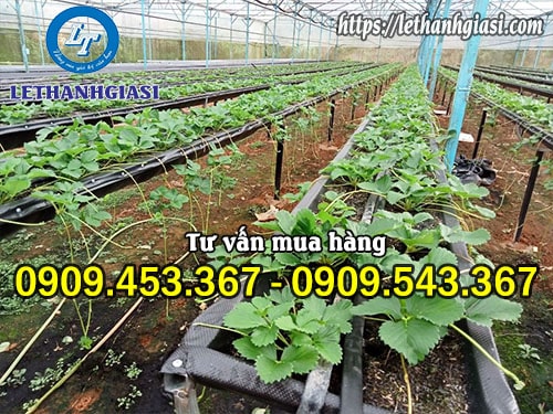 Màng nilon làm nhà kính giúp cây trồng phát triển tốt hơn Màng nilon làm nhà kính giúp cây trồng phát triển tốt hơn