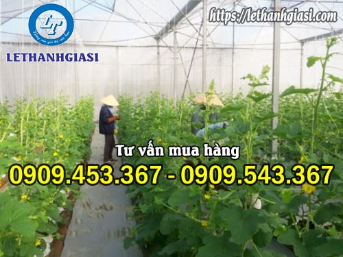 Màng nilon làm nhà kính giúp cây trồng phát triển tốt hơn Màng nilon làm nhà kính giúp cây trồng phát triển tốt hơn