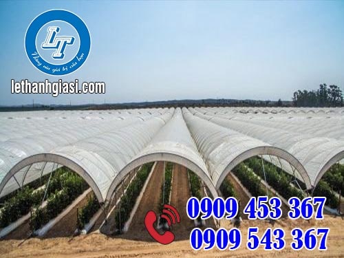 Màng nilon phủ nhà kính giúp cây trồng phát triển tốt hơn Màng nilon phủ nhà kính