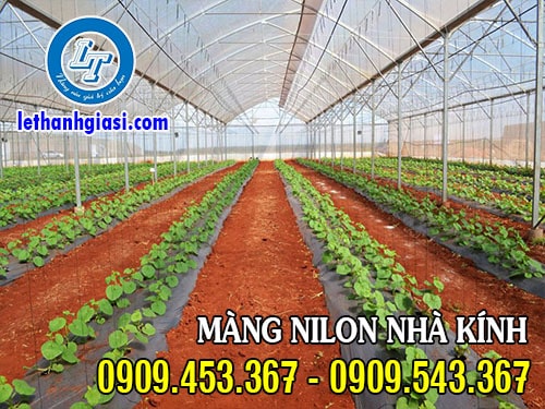 Màng nilon nhà kính trồng rau sạch Màng nilon nhà kính