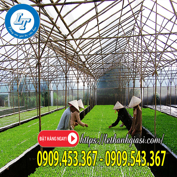 Mô hình nhà kính nhập khẩu Mô hình nhà kính nhập khẩu