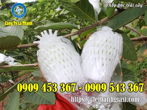 Túi xốp bọc trái ổi tại các nhà vườn Túi xốp bọc trái cây