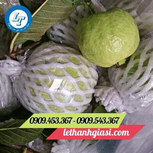 Xốp bọc ổi chất lượng Xốp bọc ổi chất lượng