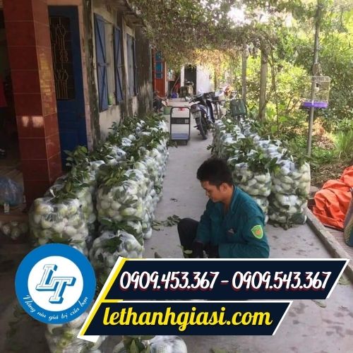 Xốp lưới bọc ổi tại nhà vườn Xốp lưới bọc ổi tại nhà vườn