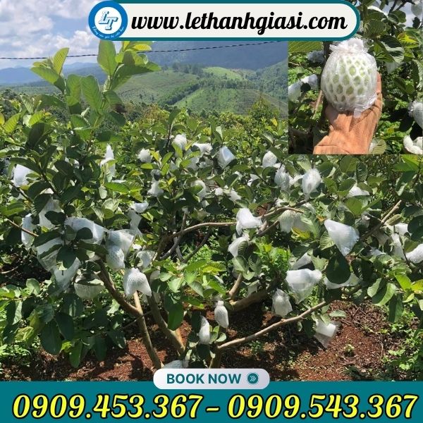 Xốp lưới lồng sẵn giá sỉ Xốp lưới lồng sẵn giá sỉ