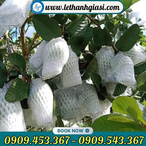 Xốp lưới bọc ổi lồng sẵn Xốp lưới bọc ổi lồng sẵn