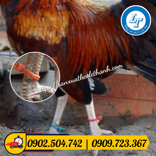 Đánh dấu gà vịt bằng dây rút nhựa màu Đánh dấu gà vịt bằng dây rút nhựa màu