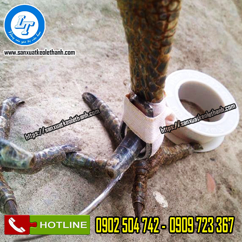Lợi ích của băng keo đá gà trong trận gà