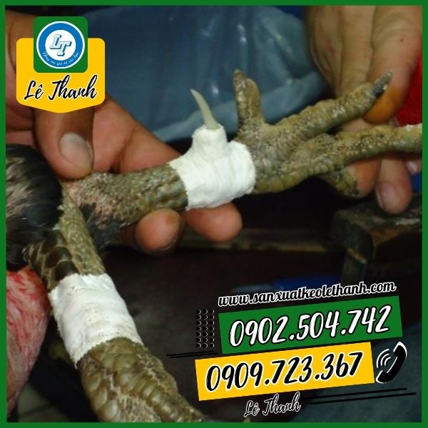 Ứng dụng quấn cựa gà trong thực tế Ứng dụng quấn cựa gà trong thực tế