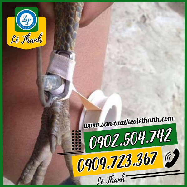 Ứng dụng băng keo quấn cựa gà Ứng dụng băng keo quấn cựa gà