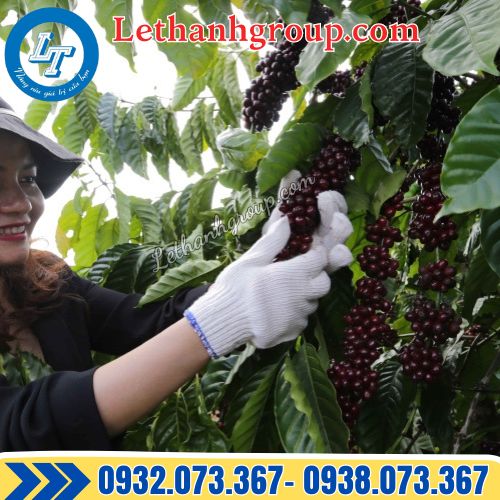 bao tay len cotton lao động giá rẻ