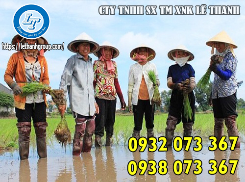 ỦNG LỘI RUỘNG, ĐI CẤY LỘI NƯỚC GIÁ RẺ CHO NÔNG DÂN ỦNG LỘI RUỘNG