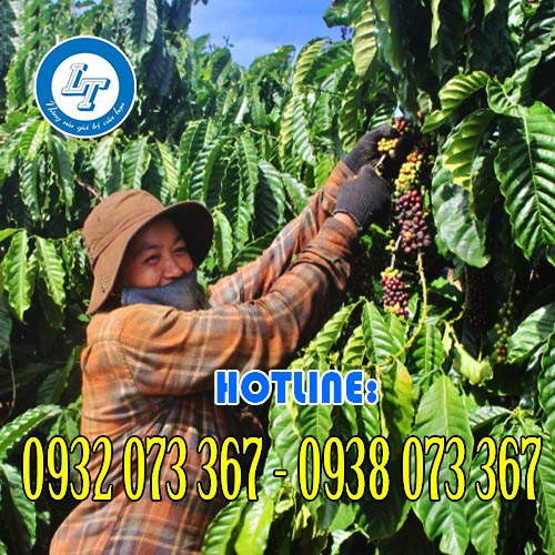 Mua bao tay hái cà phê, tiêu, chè ở đâu giá rẻ? hoạt động hái cà phê