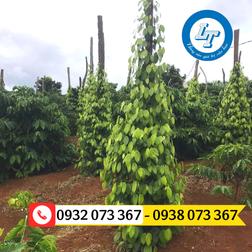 CUNG CẤP SỈ DÂY VẢI CỘT TIÊU GIÁ RẺ CHẤT LƯỢNG dây vải cột tiêu