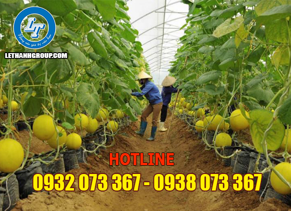 ỦNG MÀU ĐEN, MÀU TRẮNG ĐẾ VÀNG- BẢO HỘ LÊ THANH ỦNG TRONG NÔNG NGHIỆP