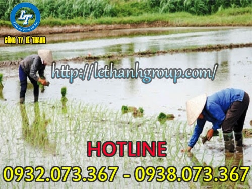 Ủng rằn ri đế vàng giá sỉ cho các nhà phân phối Ủng rằn ri đế vàng được nông dân sử dụng đi cấy lúa