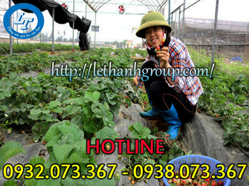 Ủng cao su Thùy Dương giá sỉ TPHCM Ủng cao su Thùy Dương giá sỉ TPHCM