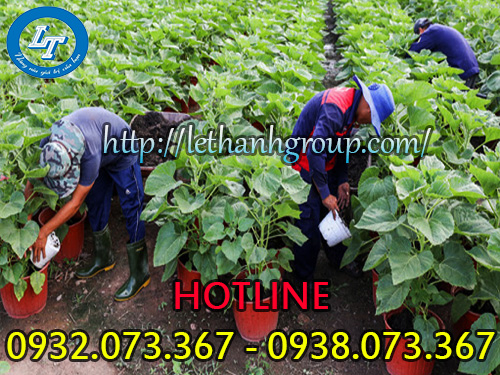 Ủng cao su Thùy Dương dùng làm vườn Ủng cao su Thùy Dương dùng làm vườn