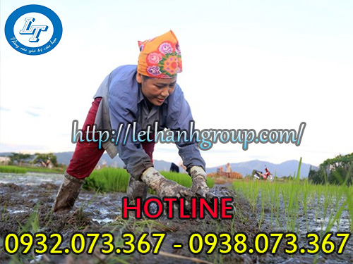 Ủng nâu con voi đi lội ruộng Ủng nâu con voi đi lội ruộng