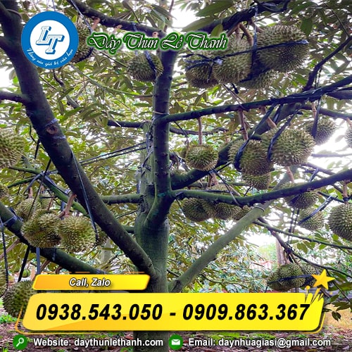 Dây nilon kẽm đen bóng cột sầu riêng Dây nilon kẽm đen bóng cột sầu riêng