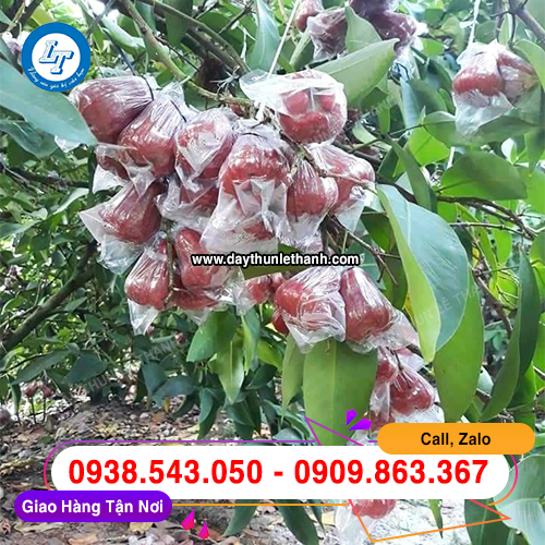 Dây thun màu đen cột bọc trái cây