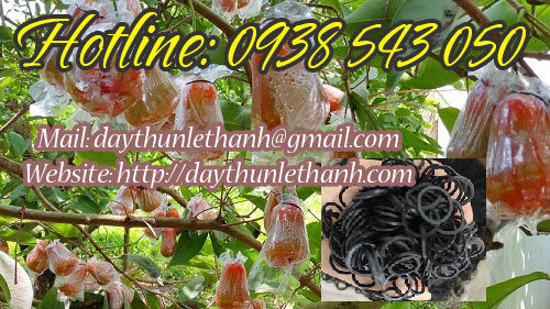 dây thun đen dùng cột bọc trái cây dây thun đen dùng cột bọc trái cây