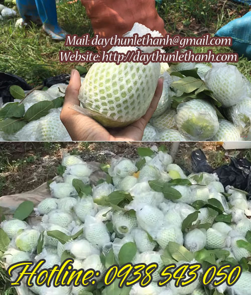 thun đen cột ổi thun đen cột ổi