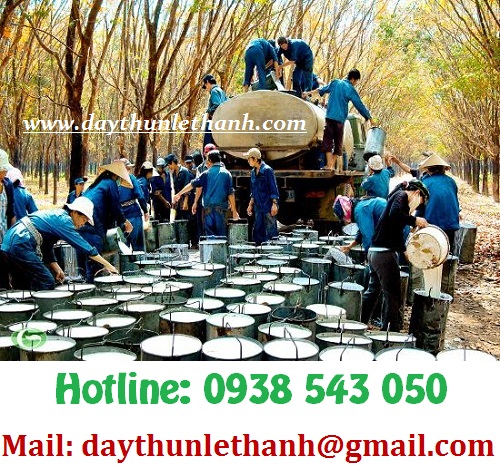 THU HOẠCH CAO SU MANG VỀ XƯỞNG