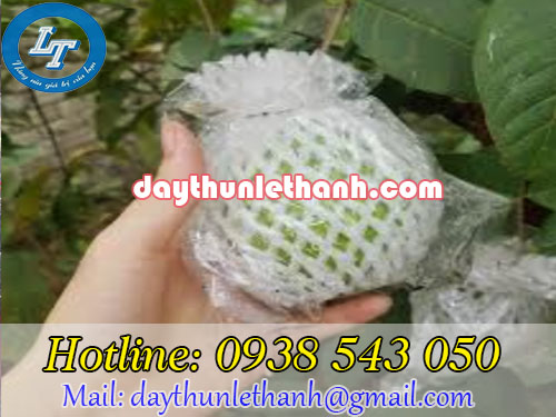 Thun đen bọc bảo vệ quả ổi tránh tác nhân xấu Thun đen bọc bảo vệ quả ổi tránh tác nhân xấu