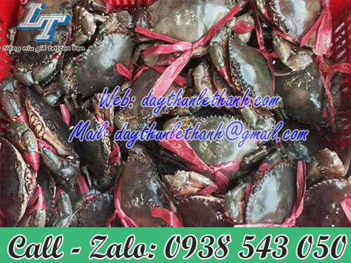 Dây nilon cột cua chắc chắn Dây nilon cột cua chắc chắn