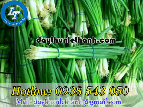 Dây thun xanh dùng cột rau Dây thun xanh dùng cột rau
