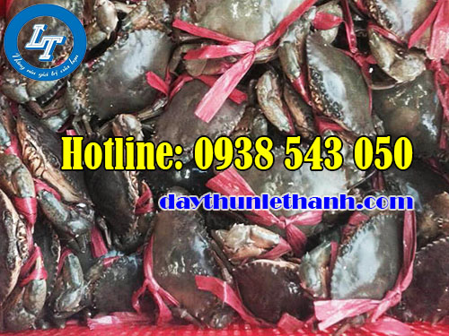 Dây nilon dùng cột cua chắc chắn Dây nilon dùng cột cua chắc chắn