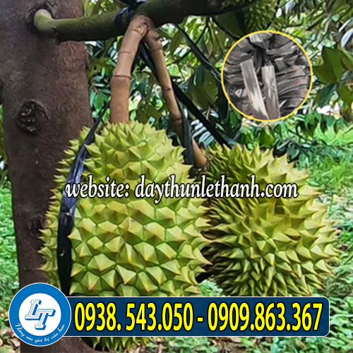 Dây nilon kẽm bẹ đen bóng cột sầu riêng Dây nilon kẽm bẹ đen bóng cột sầu riêng