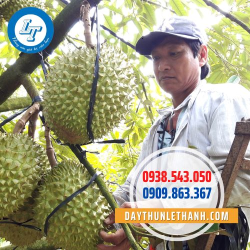 Ứng dụng dây nilon